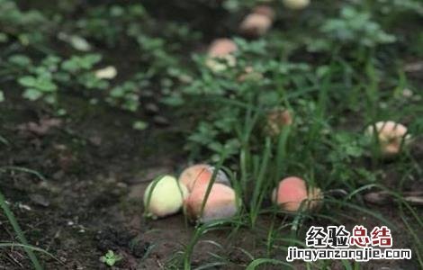 水蜜桃落果原因及防治方法 水蜜桃成熟时烂果什么原因