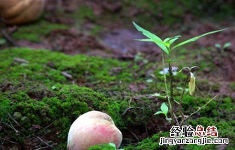 水蜜桃落果原因及防治方法 水蜜桃成熟时烂果什么原因