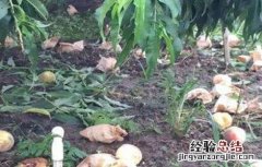 水蜜桃落果原因及防治方法 水蜜桃成熟时烂果什么原因
