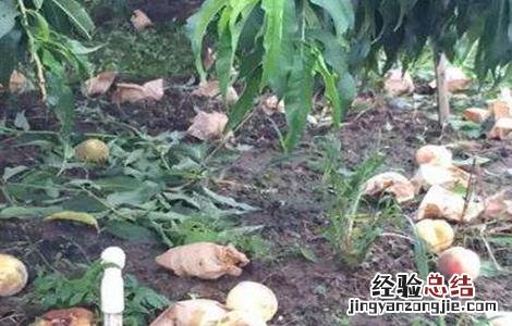 水蜜桃落果原因及防治方法 水蜜桃成熟时烂果什么原因