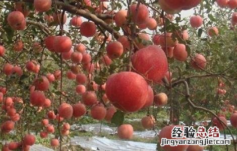 山地苹果园灌溉技术 苹果园灌溉系统