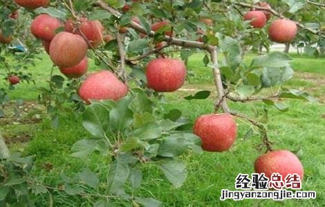 山地苹果园灌溉技术 苹果园灌溉系统