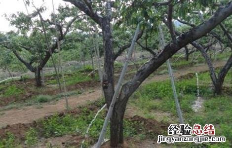 山地苹果园灌溉技术 苹果园灌溉系统