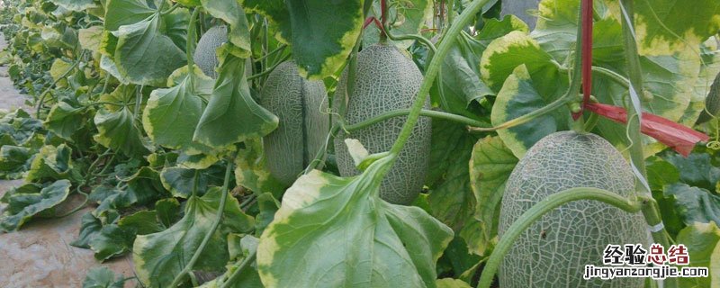 哈密瓜屁股要裂是什么原因 哈密瓜烂了是什么样子