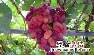 东北能种什么葡萄 东北能种什么葡萄好