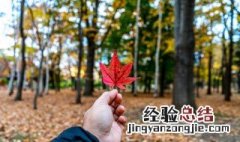一叶什么什么成语大全四个字 一叶什么什么成语