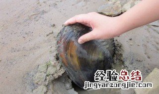 河蚌多大可以繁殖 河蚌多大可以繁殖鳑鲏