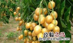 黄皮什么季节结果的好 黄皮什么季节结果的