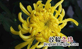 菊花扦插可以活吗 菊花扦插可以活吗多久