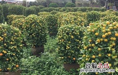 年桔早衰原因及预防措施 柑桔衰退病如何有效的防治