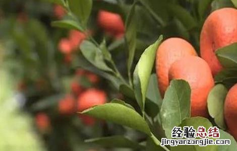 年桔早衰原因及预防措施 柑桔衰退病如何有效的防治