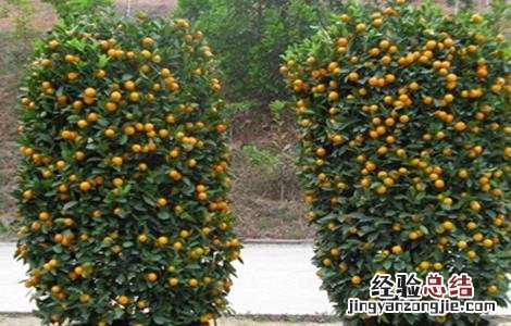 年桔早衰原因及预防措施 柑桔衰退病如何有效的防治