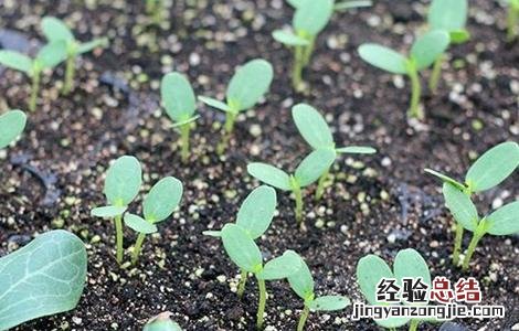 西瓜嫁接技术 西瓜嫁接技术视频