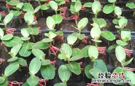 西瓜嫁接技术 西瓜嫁接技术视频