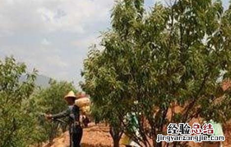 板栗施肥技巧和方法 板栗施肥技巧