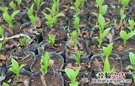 软枣猕猴桃扦插育苗技术 软枣猕猴桃扦插育苗技术要点