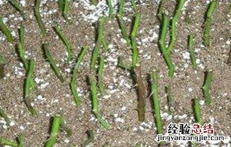 软枣猕猴桃扦插育苗技术 软枣猕猴桃扦插育苗技术要点