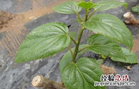 软枣猕猴桃扦插育苗技术 软枣猕猴桃扦插育苗技术要点