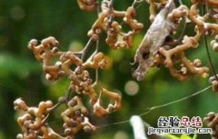 拐枣种植高产措施 拐枣种植高产措施是什么