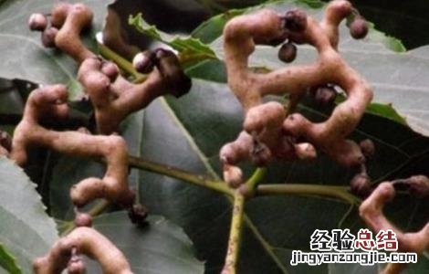 拐枣种植高产措施 拐枣种植高产措施是什么