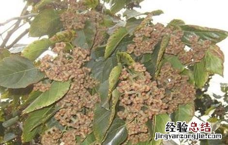 拐枣的管理方法及修剪方法 拐枣田间管理技术