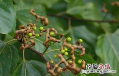 拐枣的管理方法及修剪方法 拐枣田间管理技术
