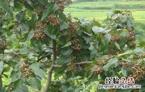 拐枣的管理方法及修剪方法 拐枣田间管理技术