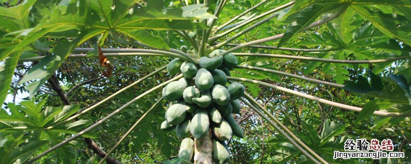 木瓜播种期什么时候为宜 木瓜什么时候种植?木瓜的种植时间和方法