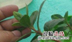 杜鹃秋季怎样扦插成活率高 杜鹃秋季怎样扦插