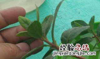 杜鹃秋季怎样扦插成活率高 杜鹃秋季怎样扦插