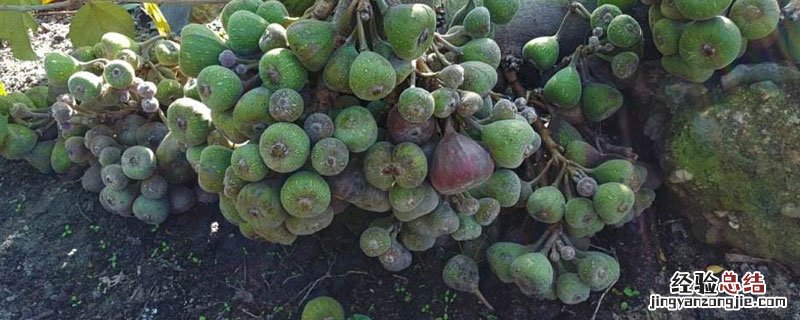 木瓜榕和无花果的区别 无花果与榕树的区别