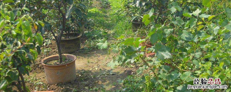 木瓜盆栽种植方法图片 木瓜盆栽种植方法