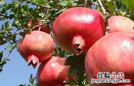 石榴生长环境条件 石榴生长环境条件要求