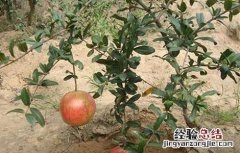 石榴生长环境条件 石榴生长环境条件要求