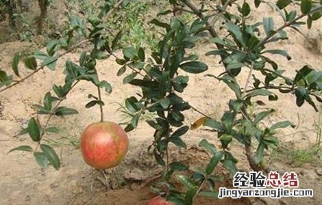 石榴生长环境条件 石榴生长环境条件要求