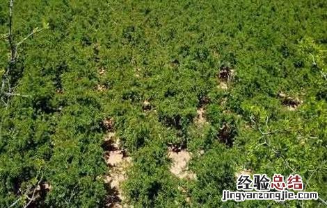 石榴生长环境条件 石榴生长环境条件要求