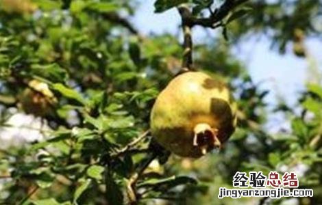 石榴树秋季管理技术 石榴夏季管理技术