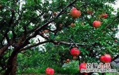 石榴树秋季管理技术 石榴夏季管理技术