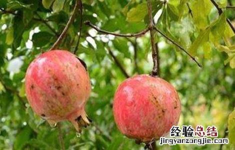 石榴树秋季管理技术 石榴夏季管理技术