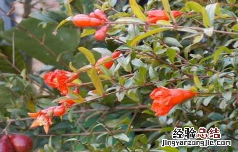 石榴树秋季管理技术 石榴夏季管理技术