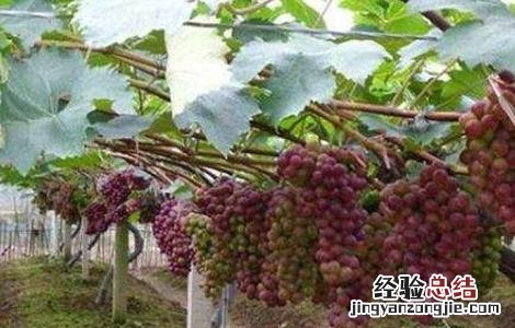 葡萄用药注意事项 葡萄用药注意事项是什么