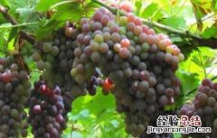 葡萄用药注意事项 葡萄用药注意事项是什么