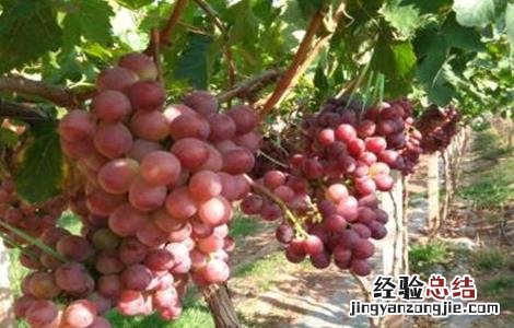 葡萄用药注意事项 葡萄用药注意事项是什么