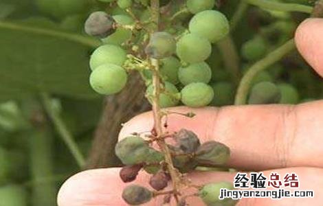 葡萄用药注意事项 葡萄用药注意事项是什么
