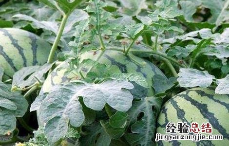 如何提高西瓜的品质 如何提高西瓜的品质和口感