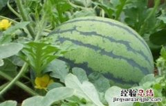 如何提高西瓜的品质 如何提高西瓜的品质和口感