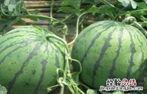 如何提高西瓜的品质 如何提高西瓜的品质和口感