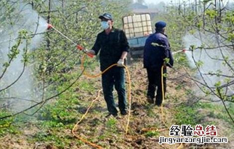 苹果夏季管理技术 苹果冬季管理技术