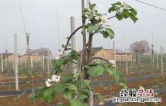 苹果夏季管理技术 苹果冬季管理技术