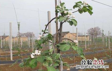 苹果夏季管理技术 苹果冬季管理技术
